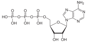 Adenosintriphosphat - Creatin